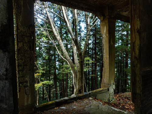 ボロボロに剥がれ落ちた木造の枠組み越しにみる森