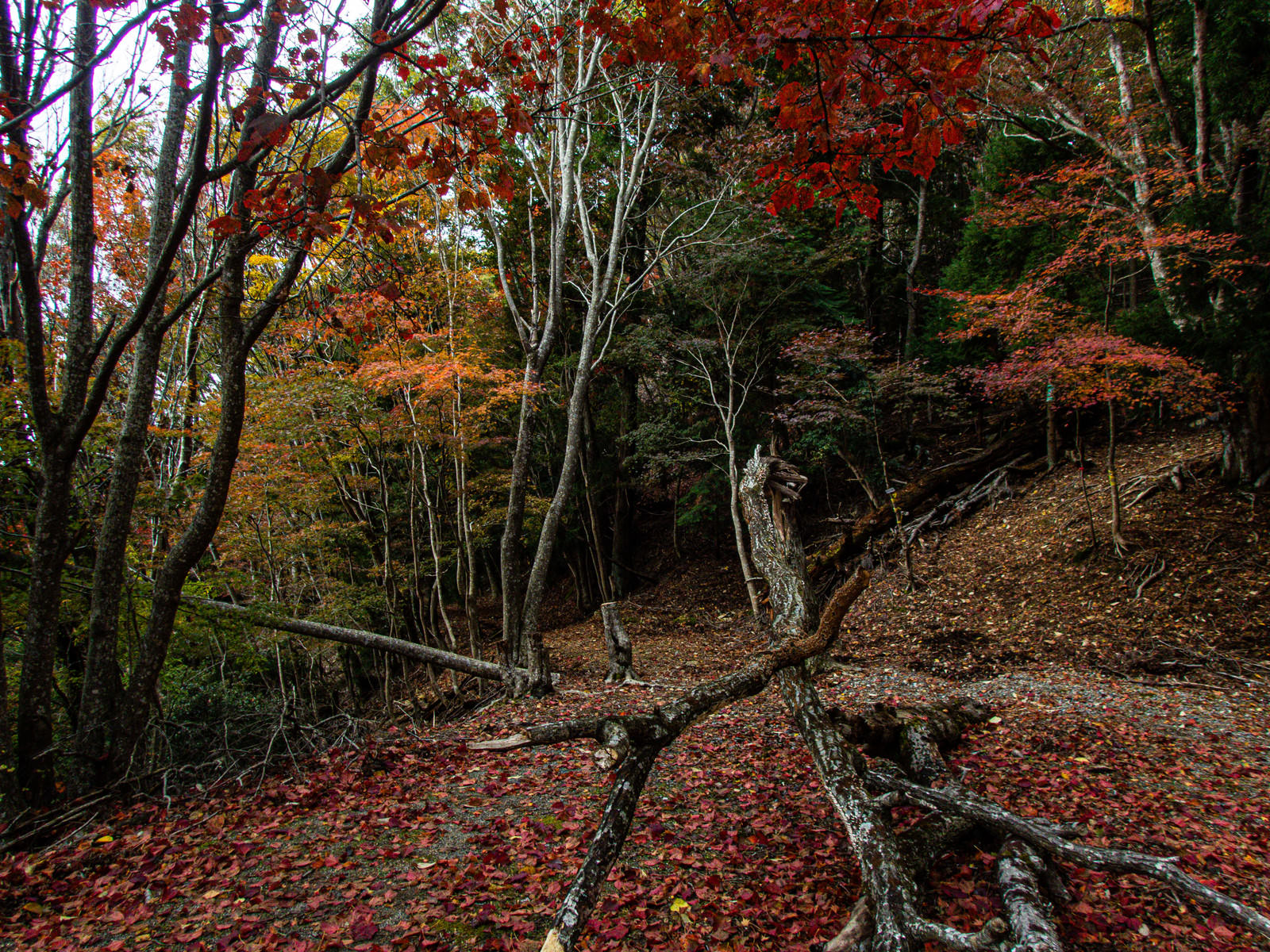 紅葉で赤や黄色に色づいた木々と地面に積もった落ち葉