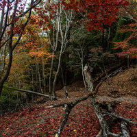 秋の森林で赤く紅葉した木々と地面に積もった落葉の写真