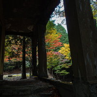 ひび割れた古い柱越しに見える秋の紅葉と落ち葉の風景の写真