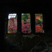 剥がれ落ちたコンクリートの窓から見える紅葉の写真