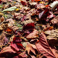 地面に積もった紅葉した落葉、秋の深まりを感じさせる自然風景の写真