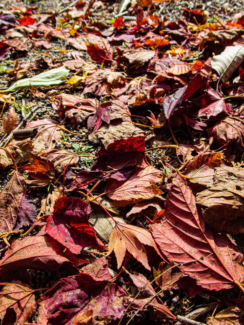 地面に積もった紅葉した落葉、秋の深まりを感じさせる自然風景