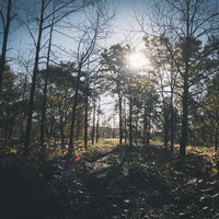 雑草群の道を照らす木々の間からの太陽光と木漏れ日の写真