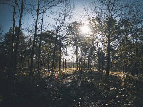 雑草群の道を照らす木々の間からの太陽光と木漏れ日