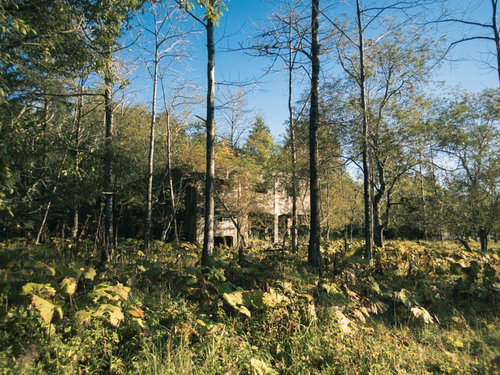 雑草群の向こうに見える炭鉱施設跡と木々に囲まれた廃墟