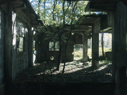 炭鉱施設遺構から伸びる木々と光が差し込む廃墟空間