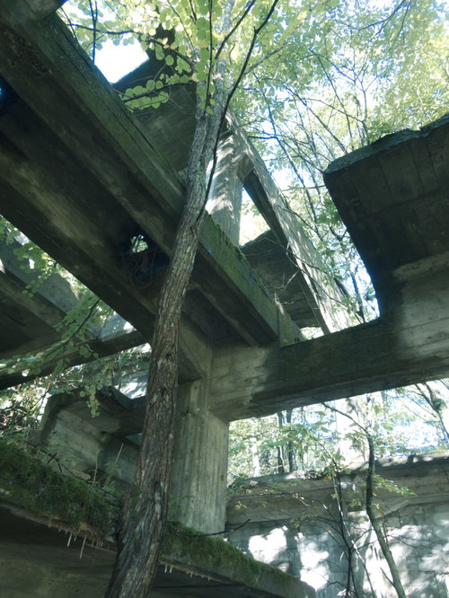 炭鉱遺構の骨組み沿いに伸びる緑の木