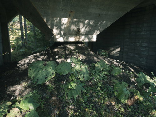 炭鉱施設に生い茂る雑草と木漏れ日が差し込む廃墟の風景