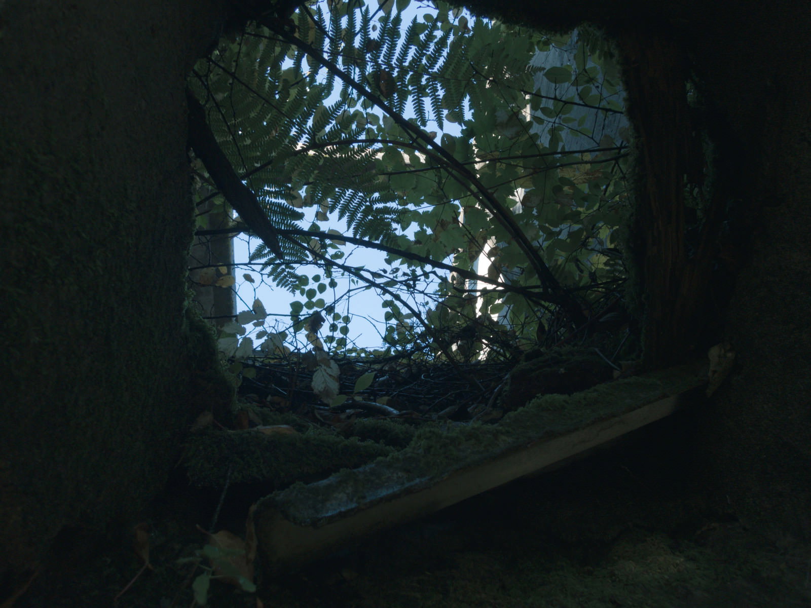 炭鉱施設のコンクリート構造物の穴から見上げた青空と雑草