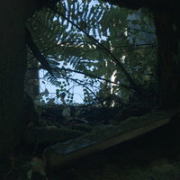 炭鉱施設の穴から見上げた空を覆う雑草と廃墟の風景の写真