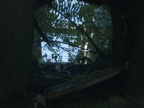 炭鉱施設の穴から見上げた空を覆う雑草と廃墟の風景