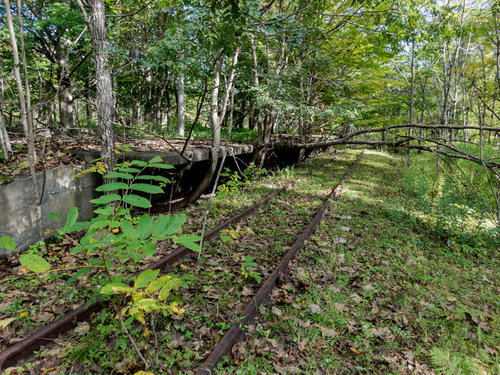 上茶路駅の廃線に横たわる倒木と草木が生い茂る廃駅跡
