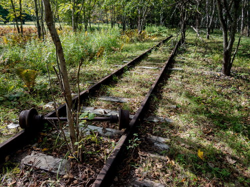 木々の間を抜ける廃線、上茶路駅の線路と森林風景