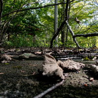 ホームで朽ちる落葉と枕木が残る上茶路駅跡の写真