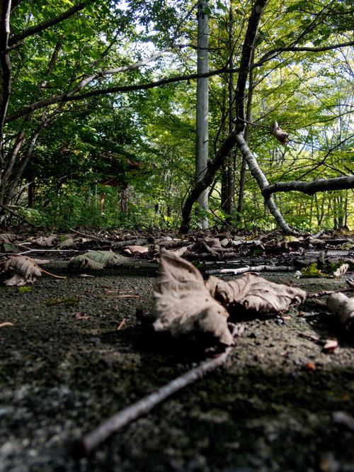 ホームで朽ちる落葉と枕木が残る上茶路駅跡