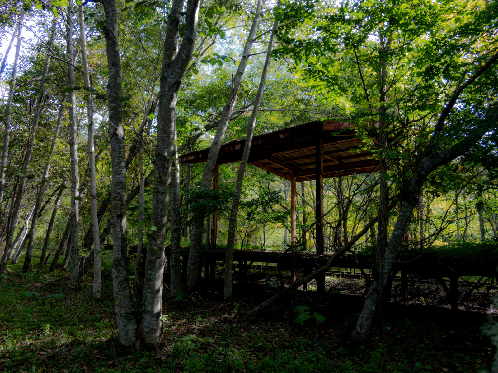 緑の樹木に囲まれた廃駅の朽ちた木造駅舎とホーム