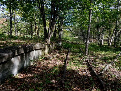 廃線に横たわる木々が覆う上茶路駅のホーム