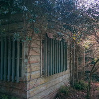 ツルの張った古い石造りの小屋の廃墟と周囲の木々の写真