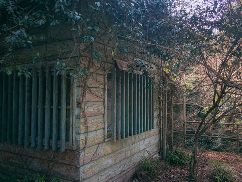 ツルの張った古い石造りの小屋の廃墟と周囲の木々