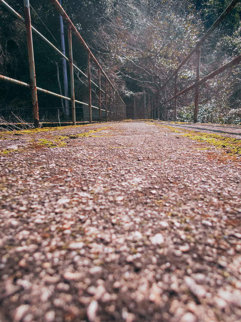アスファルトの通路に手すりがあり、周囲に桜が咲く遺構への道