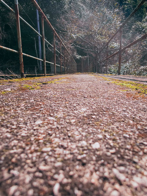 春の桜が咲く遺構へ誘う通路