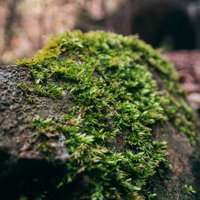 石垣に密生する鮮緑色の苔のクローズアップの写真