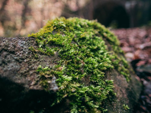 石垣に密生する鮮緑色の苔のクローズアップ