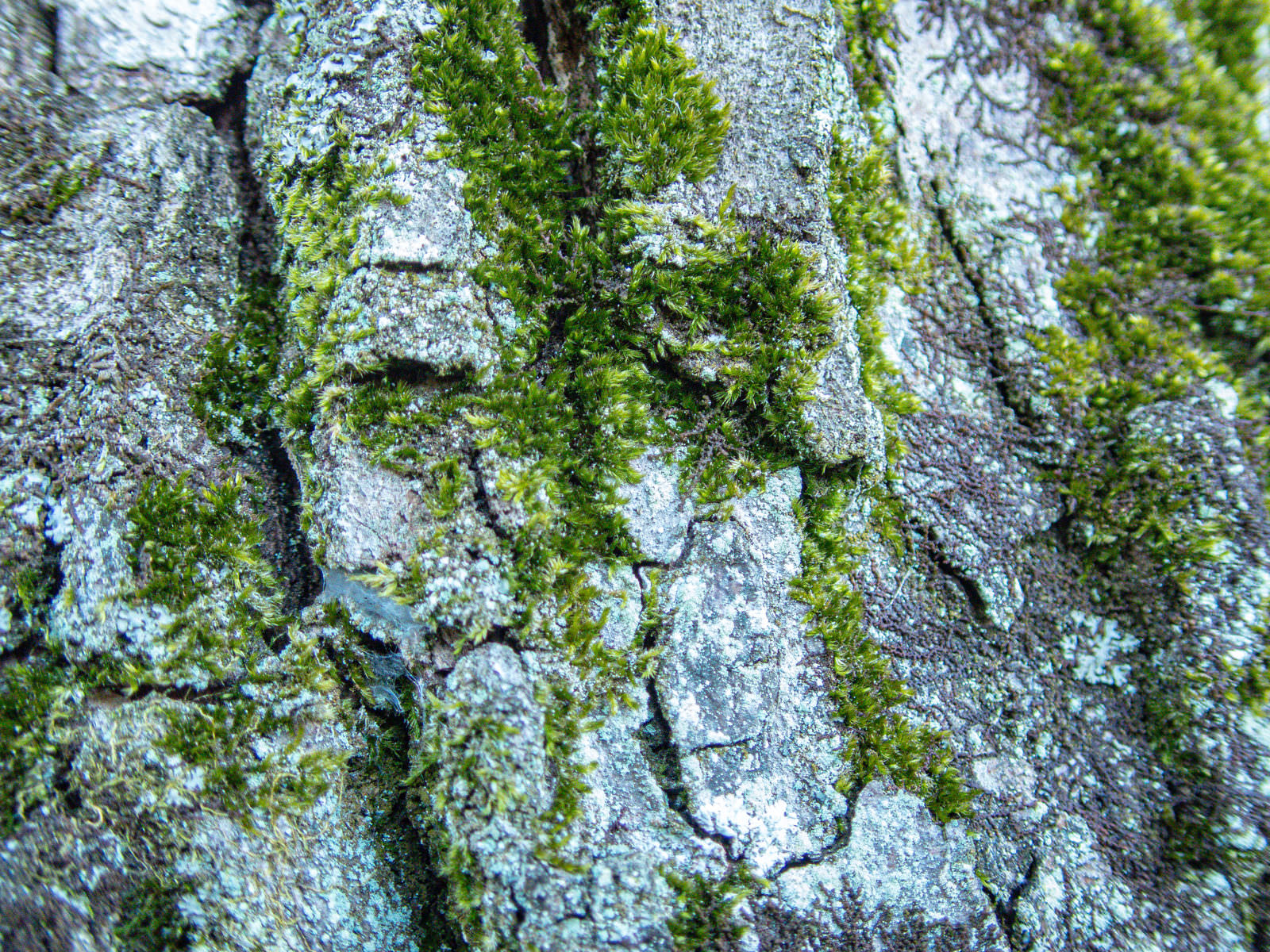 樹皮に付着する緑の苔のクローズアップ写真