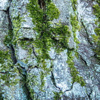 樹皮に生える緑の苔の接写風合い、マクロ撮影による詳細なテクスチャーの写真