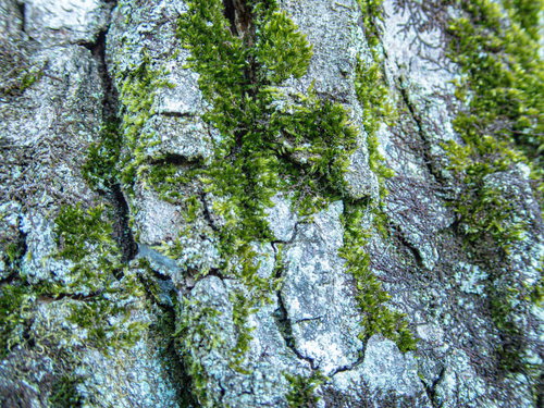 樹皮に生える緑の苔の接写風合い、マクロ撮影による詳細なテクスチャー