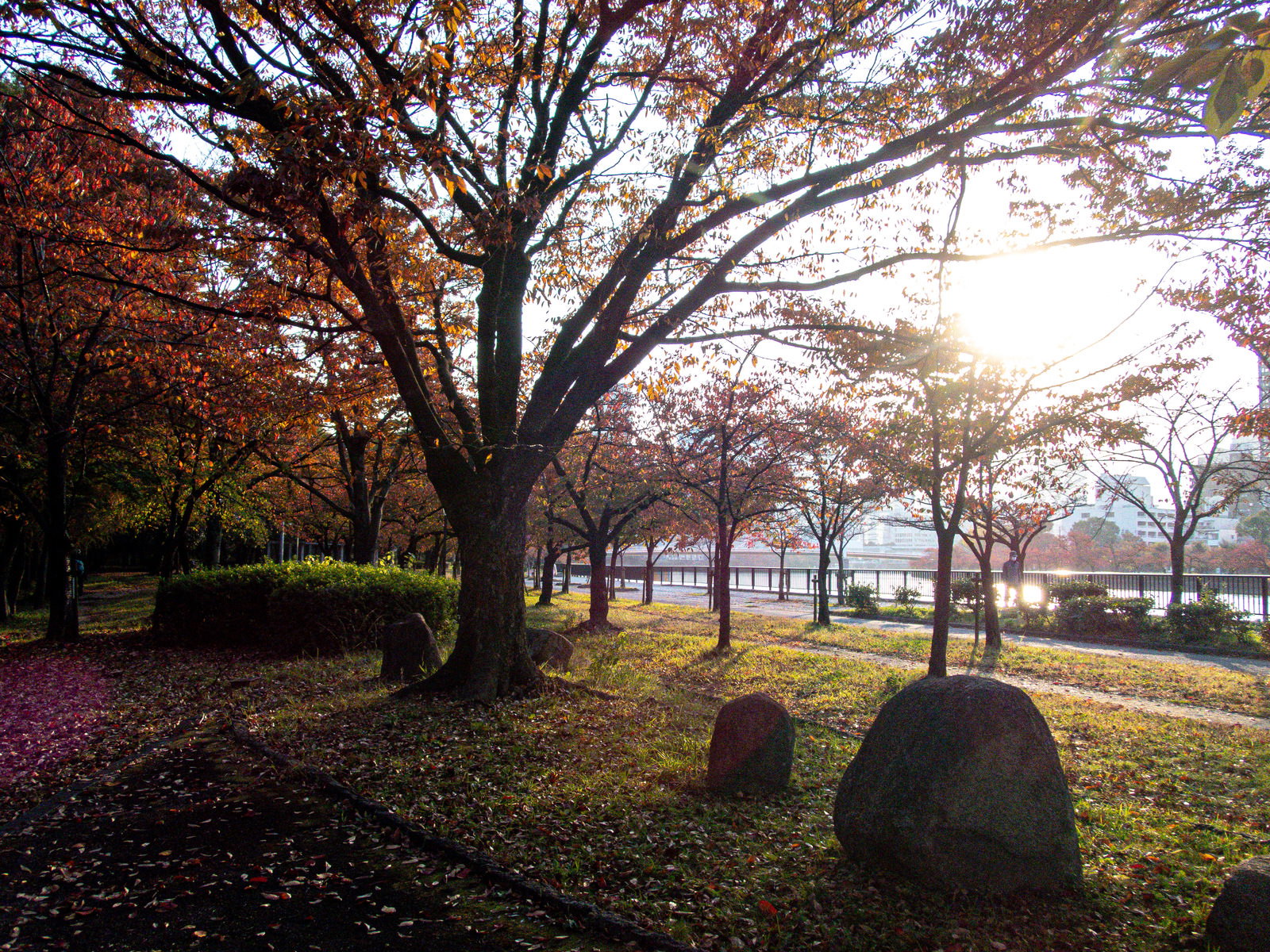 秋の公園で紅葉したオレンジ色の大木と芝生に差し込む陽射し
