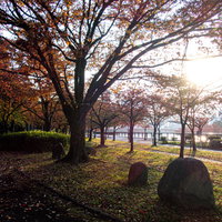 リバーサイドの散歩コースで色づく紅葉の大木の写真