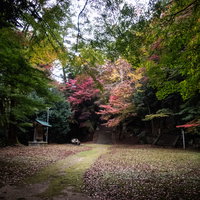 色付き始めた紅葉と智頭町の境内、樹齢の古い樹木の秋風景の写真
