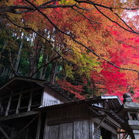 赤と黄に色づいた紅葉に囲まれた智頭町の木造神社の写真