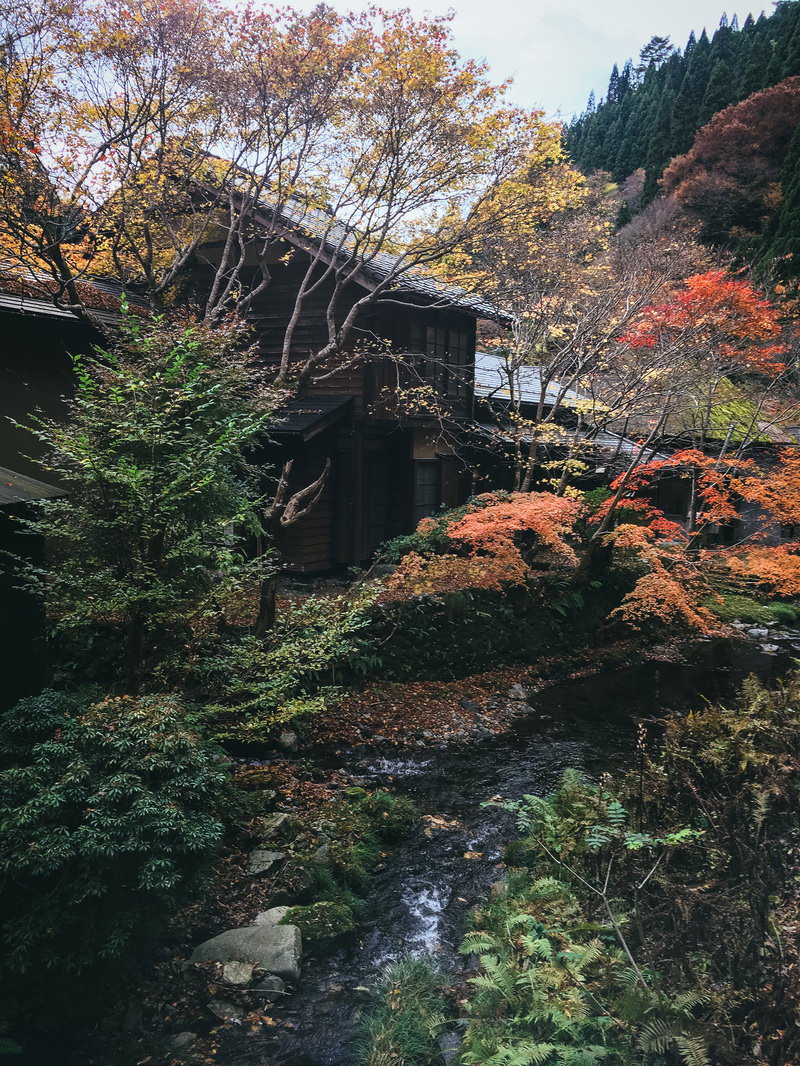 小川沿いで紅葉した木々が赤や黄色に色付き秋の渓流風景