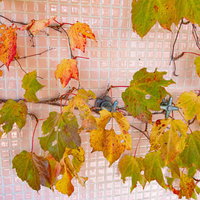 タイル壁に這う紅葉したつる性植物と蛇口ハンドルの写真