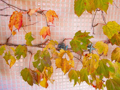 タイル壁に這う紅葉したつる性植物と蛇口ハンドル