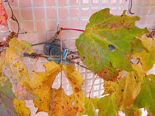 ピンクのタイル壁の蛇口ハンドルに落ちた黄色い秋の葉