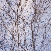 廃墟の壁を這うツタのテクスチャーの写真