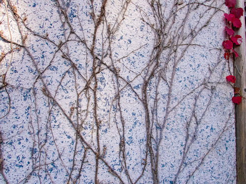 廃墟の壁を這うツタのテクスチャー