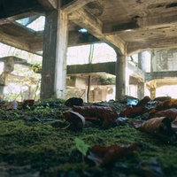 廃墟と化した炭鉱に積もった落葉と風化したコンクリート柱の写真