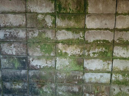 苔と風化で濡れたブロック塀のテクスチャー