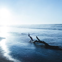 夏の日差しに光る砂浜と流木の写真
