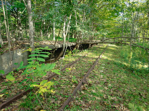 緑に包まれる上茶路駅の線路と倒木が積もるホーム