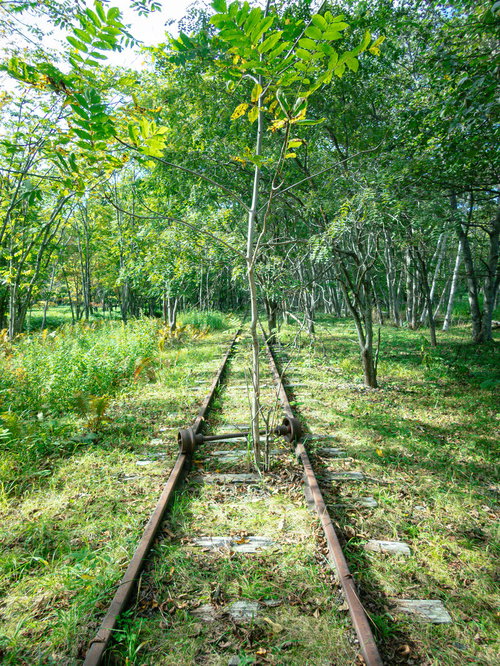 緑に覆われた上茶路駅の廃線路跡と自然に返った駅舎