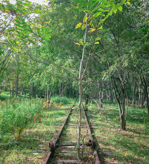 廃駅の線路に立ちはだかる木々に覆われた上茶路駅