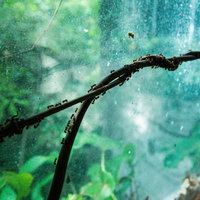 水滴がついた枝に群がる小型の蟻たちの写真