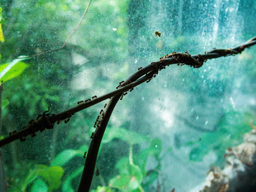 水滴がついた枝に群がる小型の蟻たち