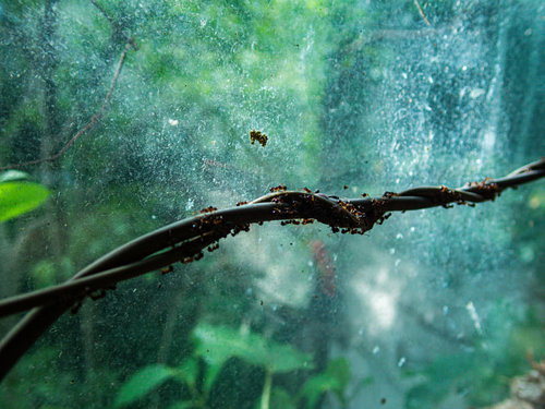 蔦の茎の上で一列に行進する蟻たちの集団行動